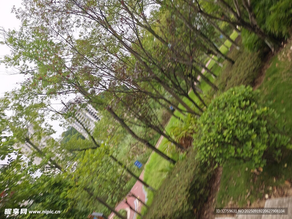 林間綠意盎然的自然景致