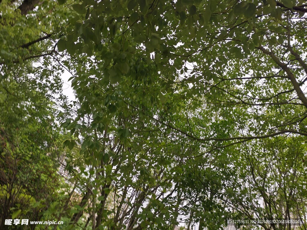 茂密綠樹間的自然景致