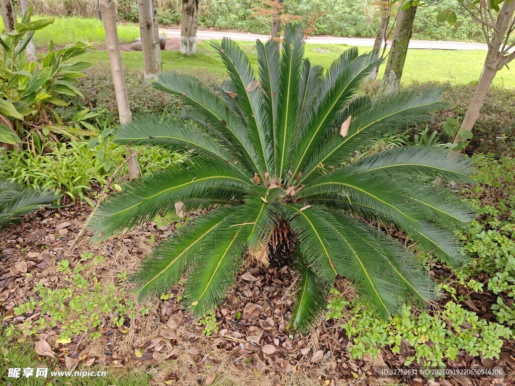 戶外生長的鐵樹植株