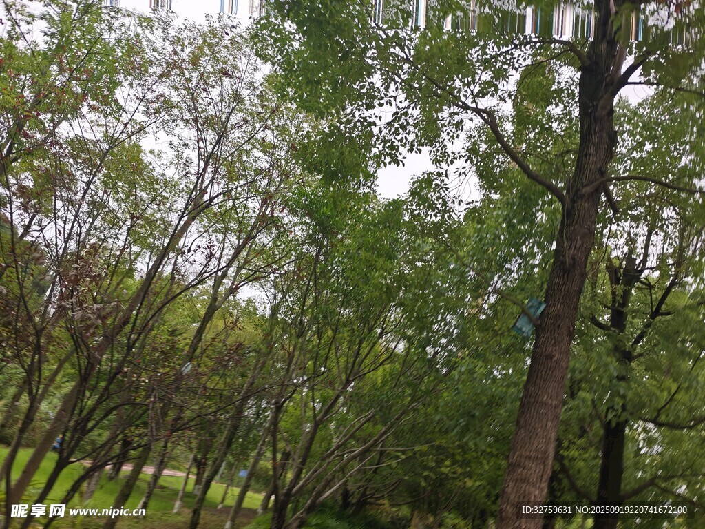 林間綠意盎然的樹木景觀