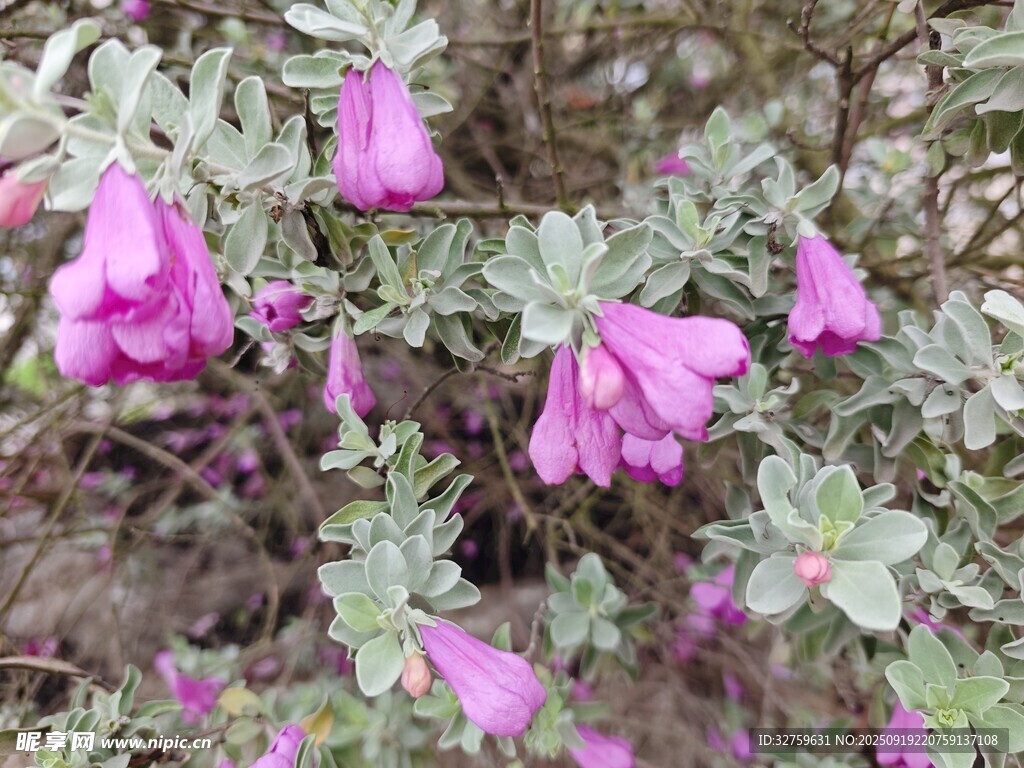 粉艷花朵綻放于綠葉間