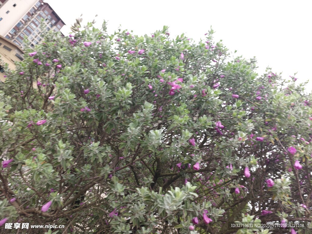 盛開的紫色花叢