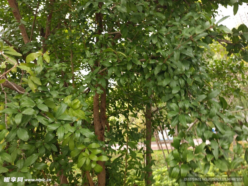 繁茂綠葉的樹林景觀