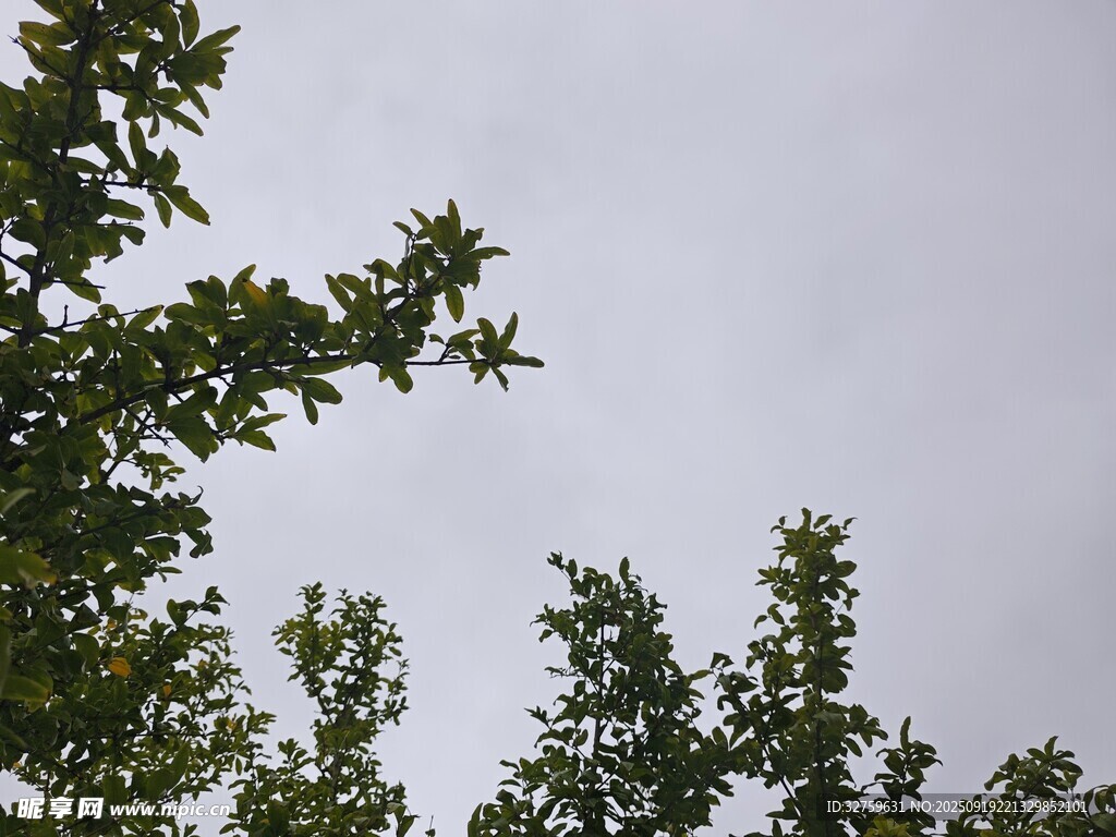 樹梢上的天空