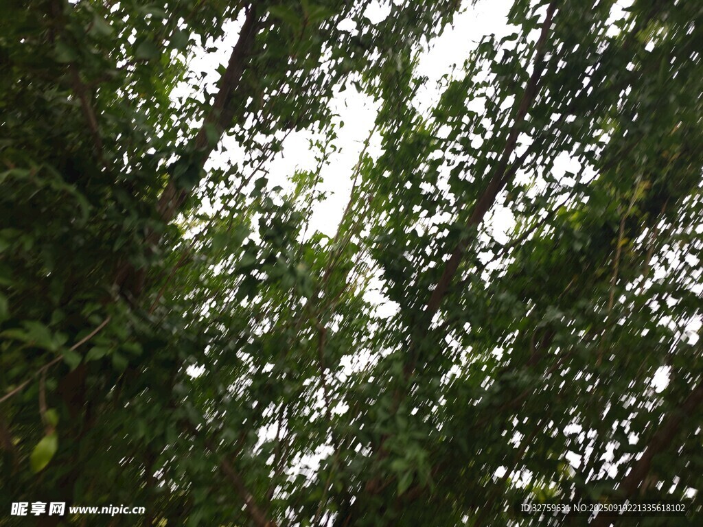 仰視茂密樹林綠意盎然