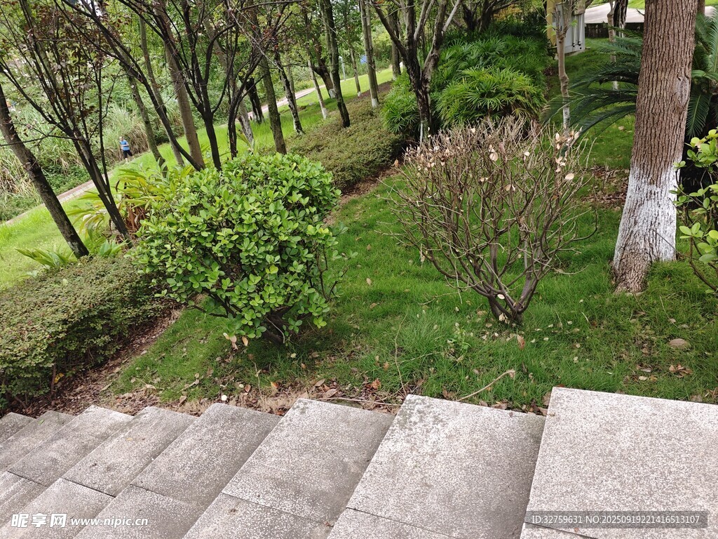 林間石階旁的綠植景觀
