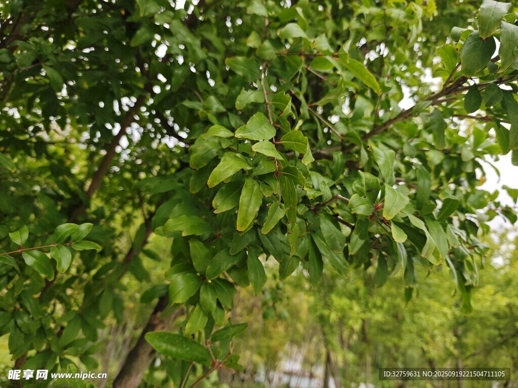 綠葉繁茂的樹木景象