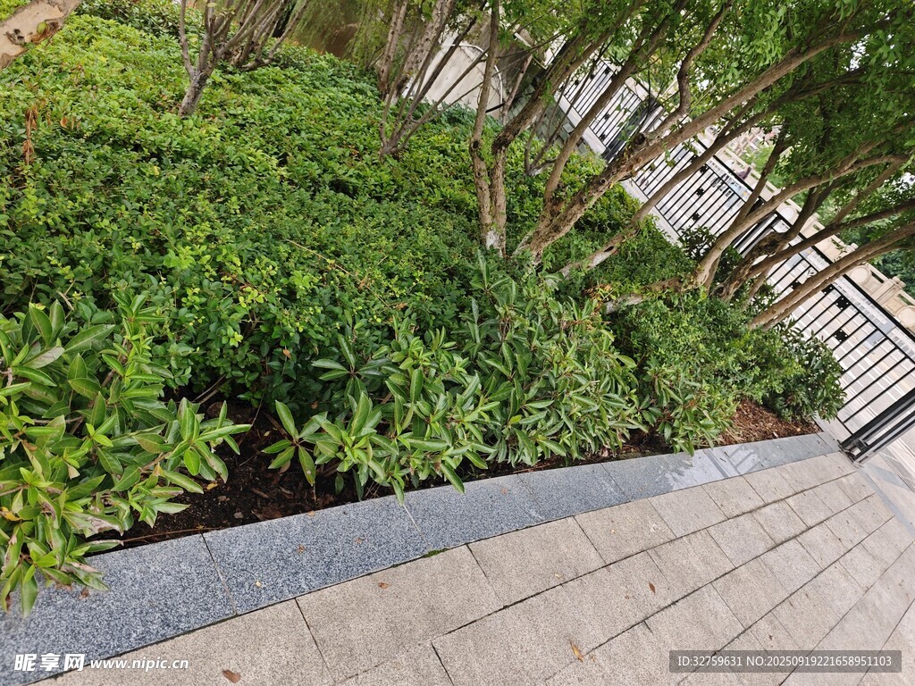 城市中整齊的綠植景觀