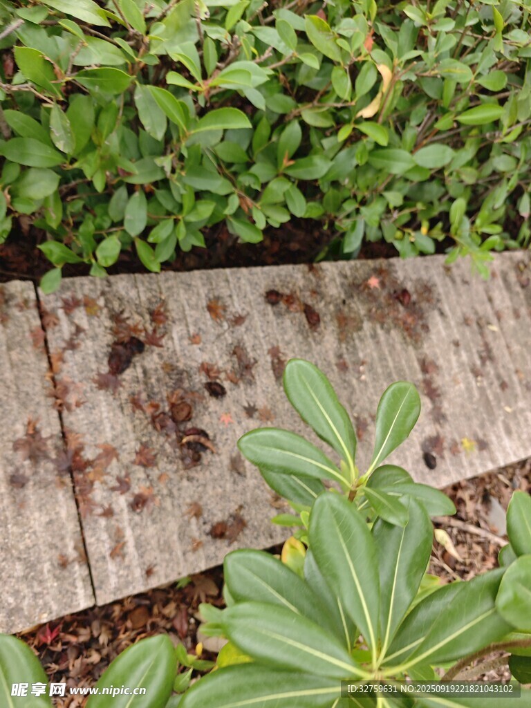 木板旁綠植與泥土痕跡
