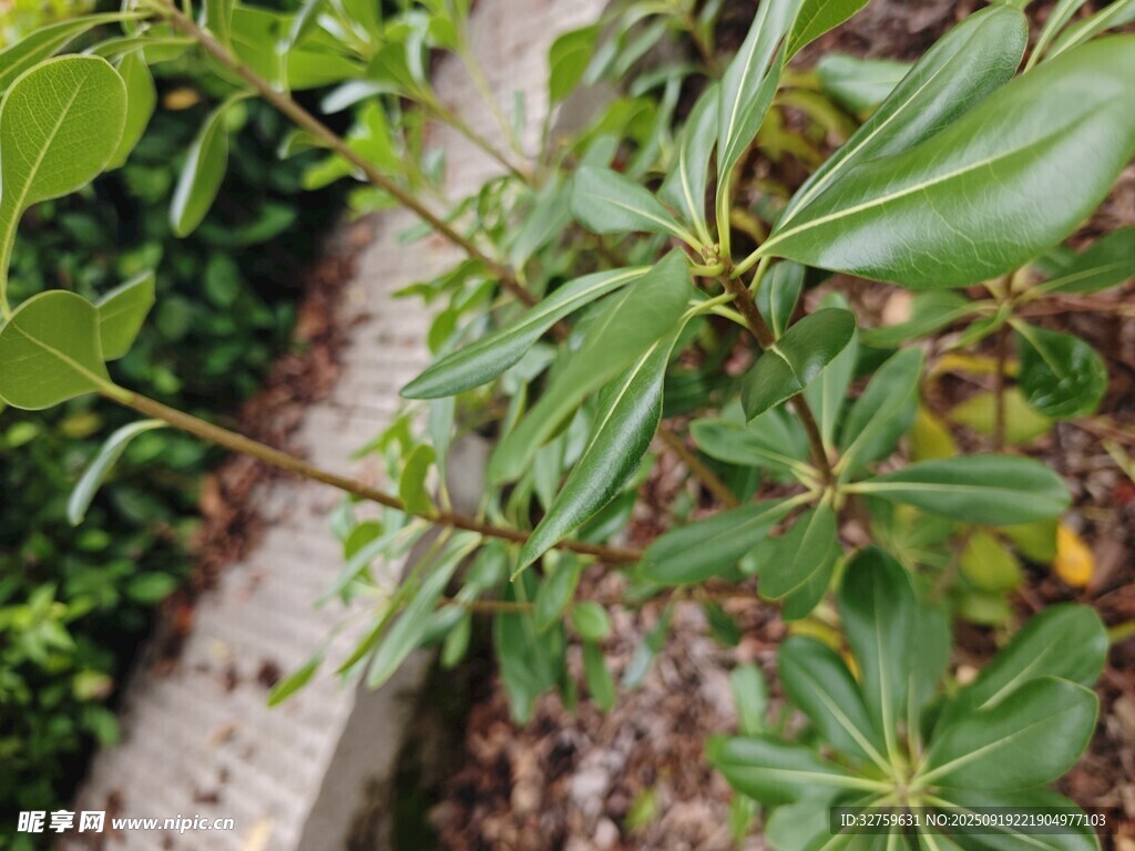 綠葉繁茂的植物特寫