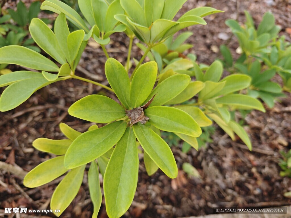 嫩綠葉片植物特寫(xiě)
