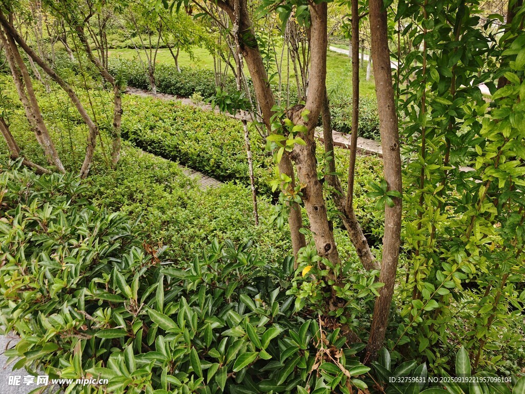綠意盎然的園林植物景觀