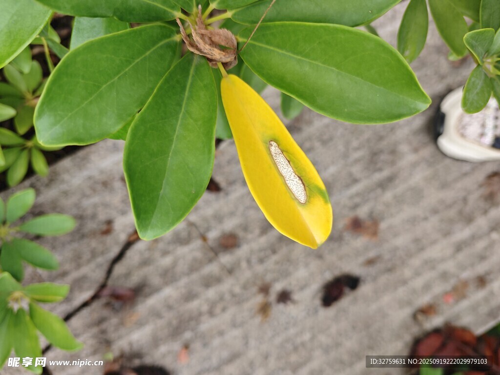 黃色花朵綻放綠葉間