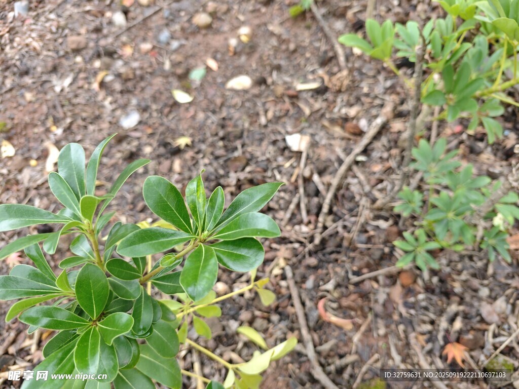 地面上的嫩綠植物