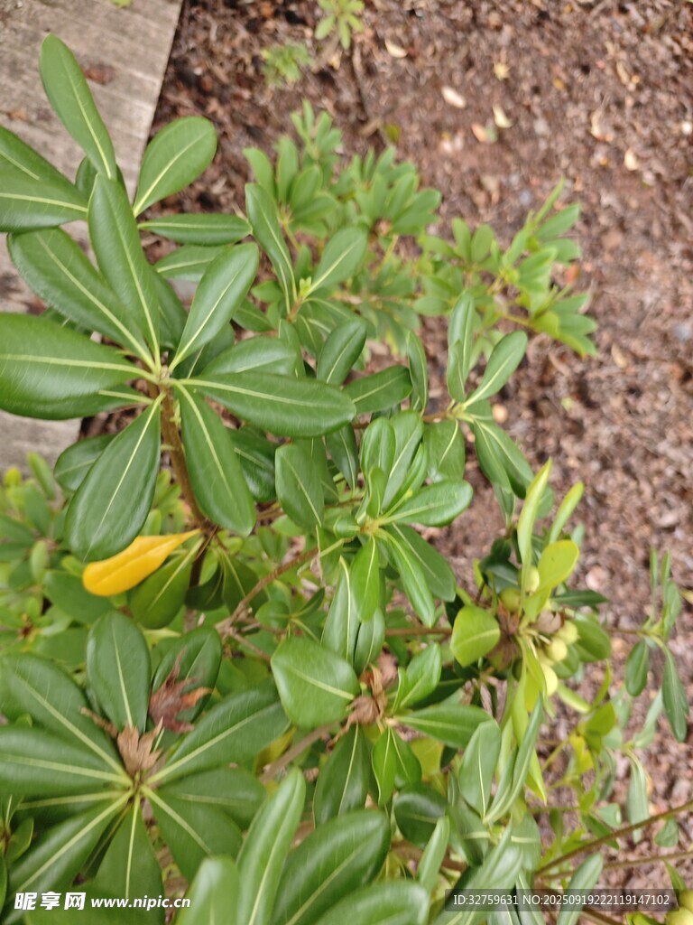 綠葉黃花的生機(jī)植物