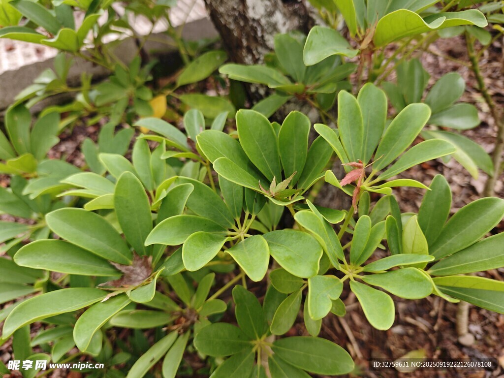 綠葉植物特寫(xiě)