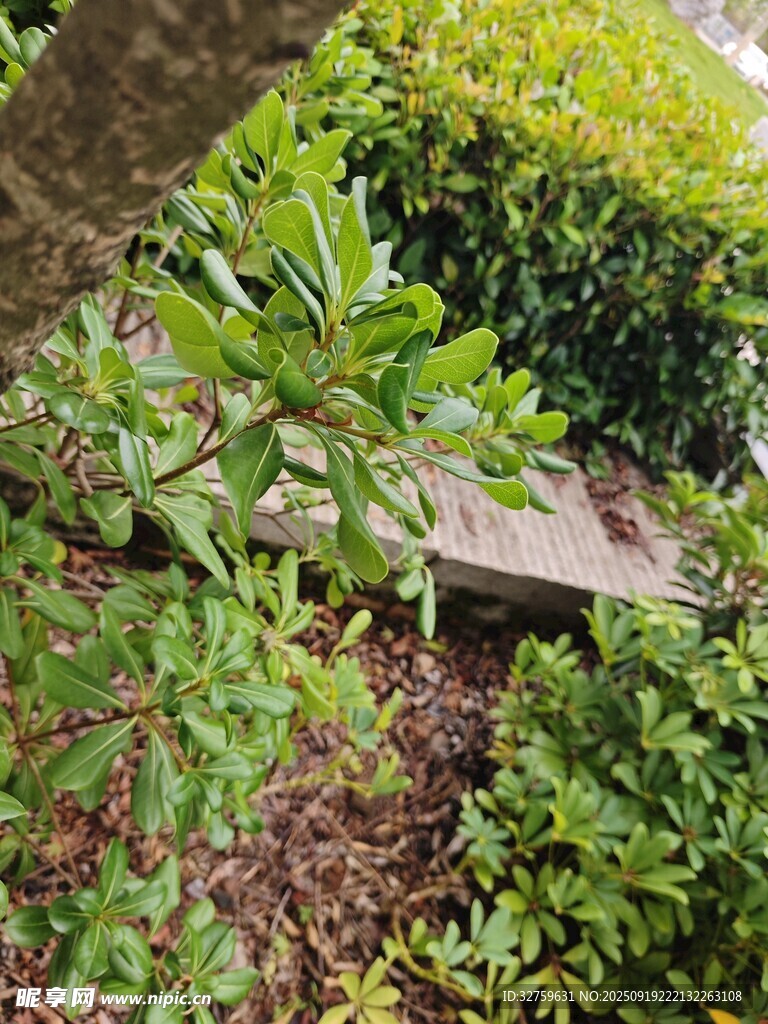 綠葉繁茂的庭院植物景觀