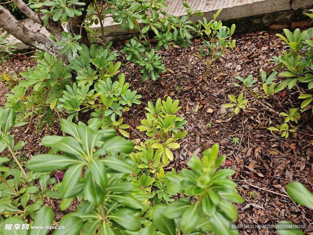 花園中的綠植景觀