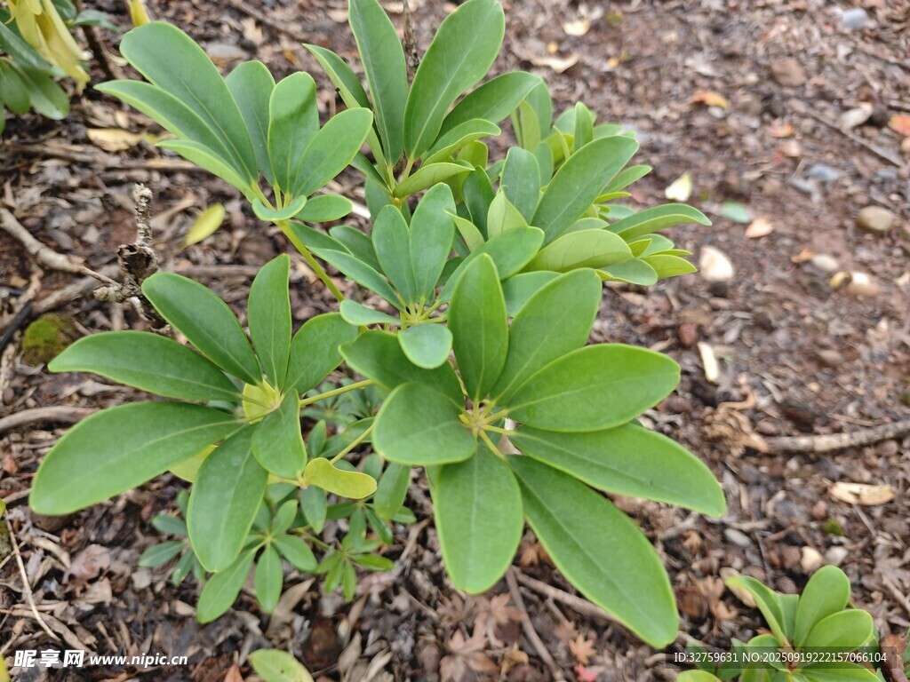 綠葉植物特寫(xiě)