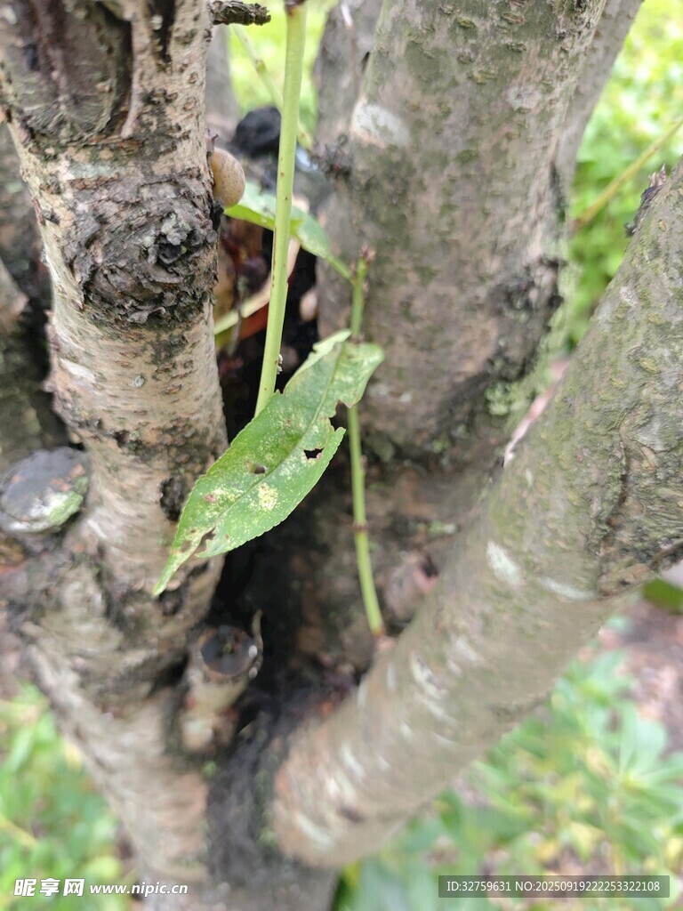樹干上的嫩綠小植物