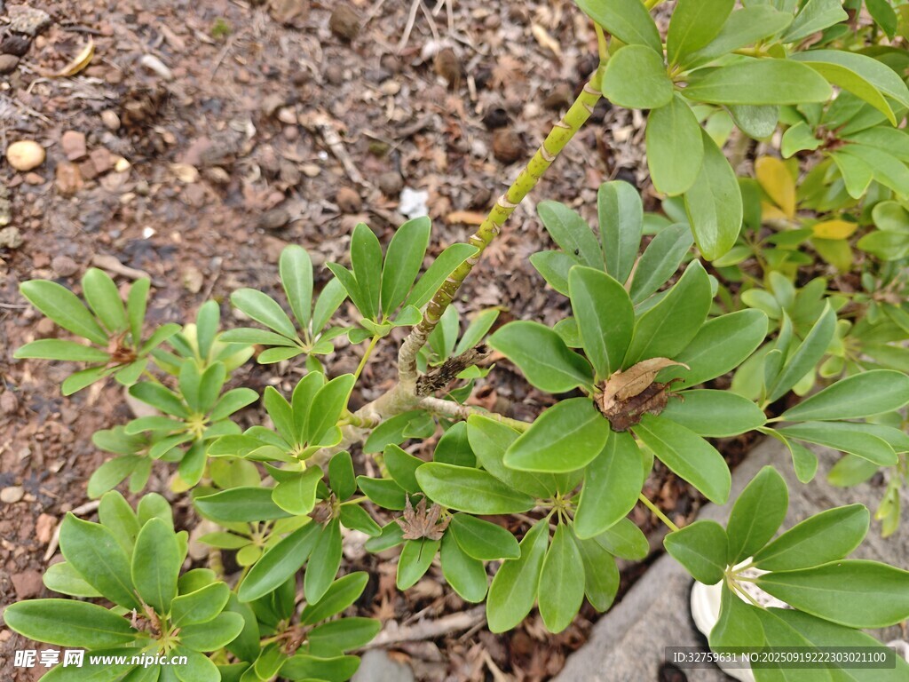 綠葉白花的地面植物