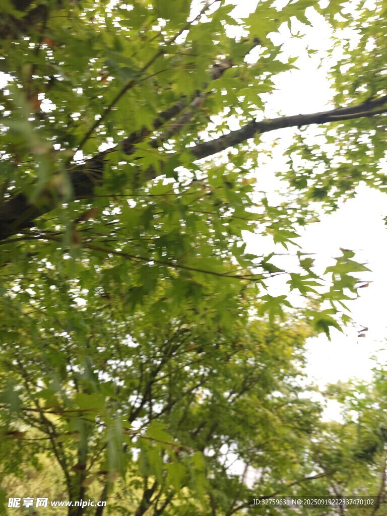 綠葉繁茂的樹林景象