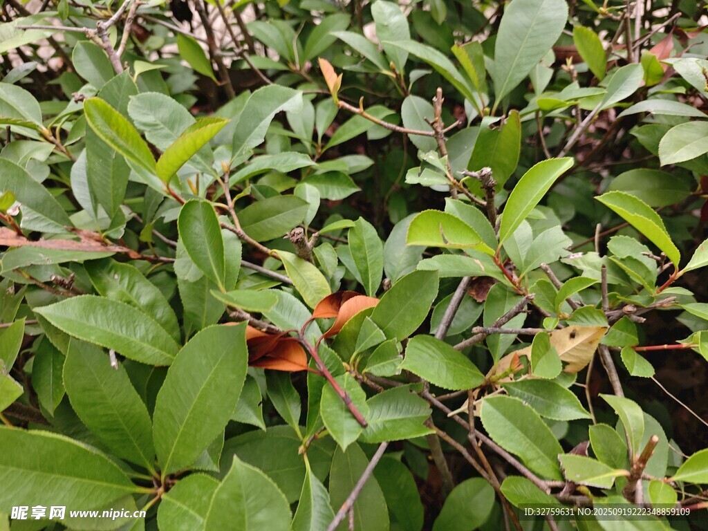 綠葉間的紅果植物