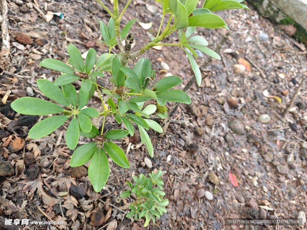 地面生長的嫩綠植物