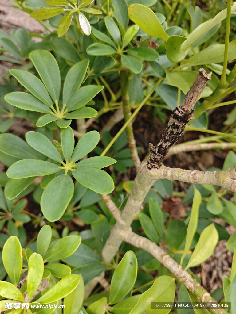 綠葉間的蜷曲蜥蜴