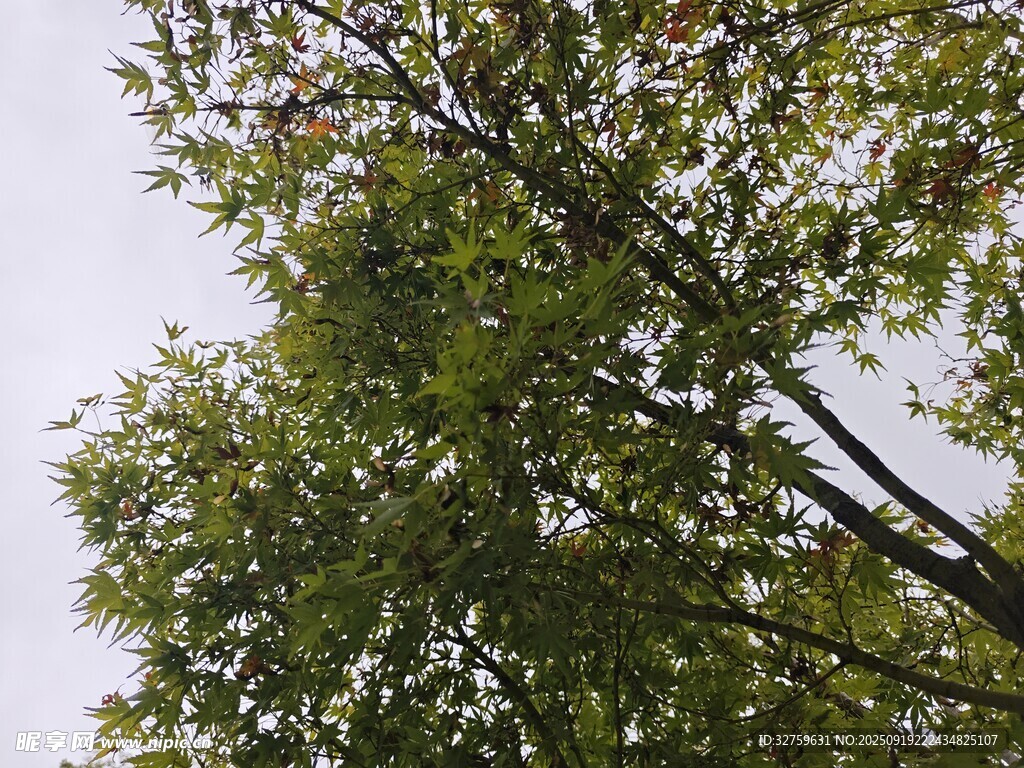 仰視蔥郁樹木枝葉