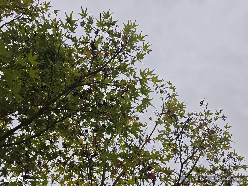 枝頭綠葉映灰天