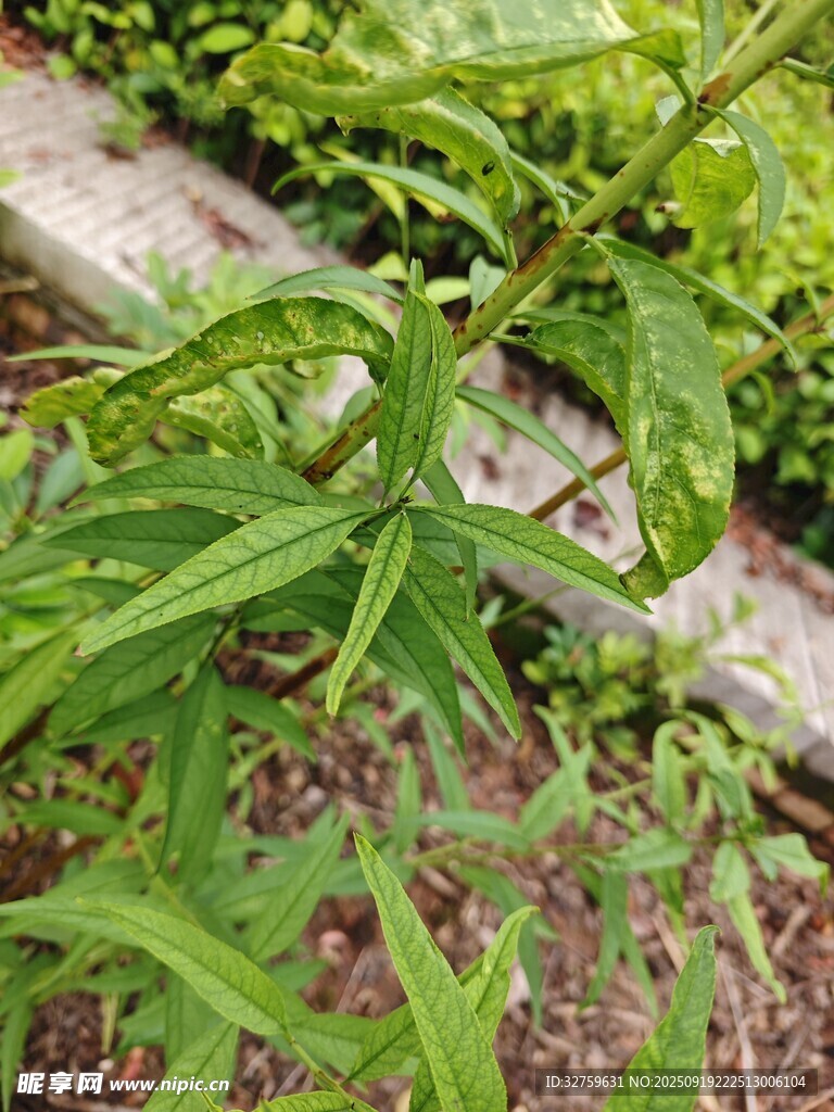 嫩綠植物特寫