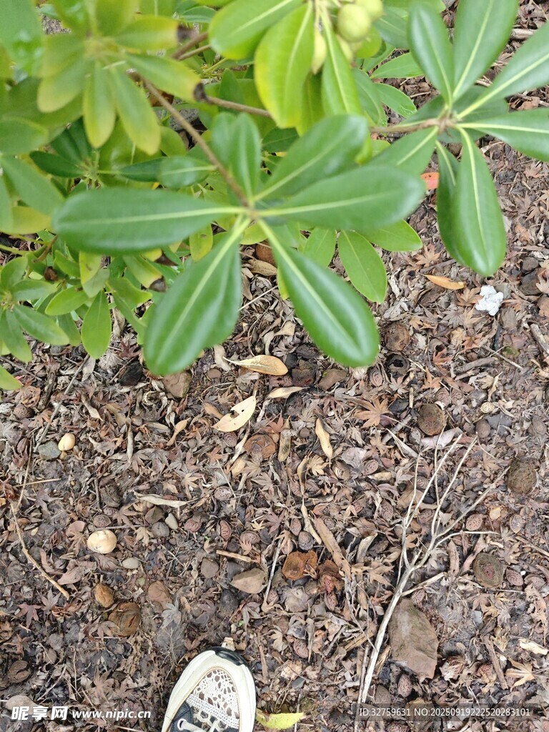 地面綠植與白色物體特寫(xiě)