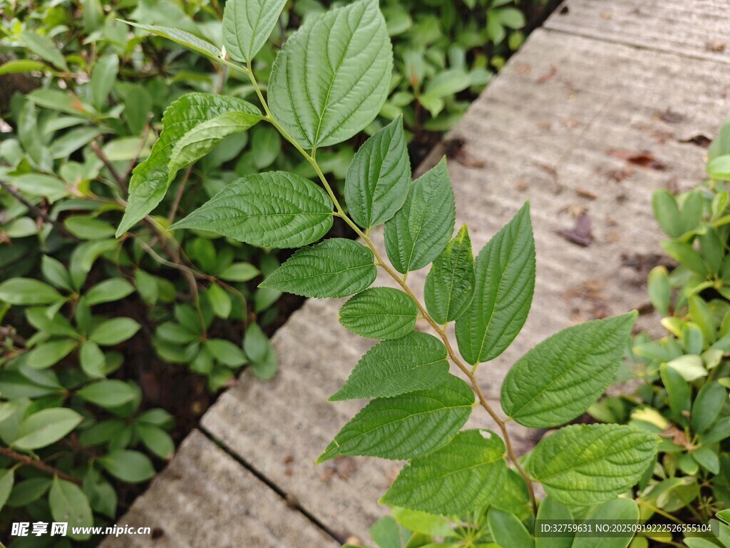 木板旁的翠綠植物