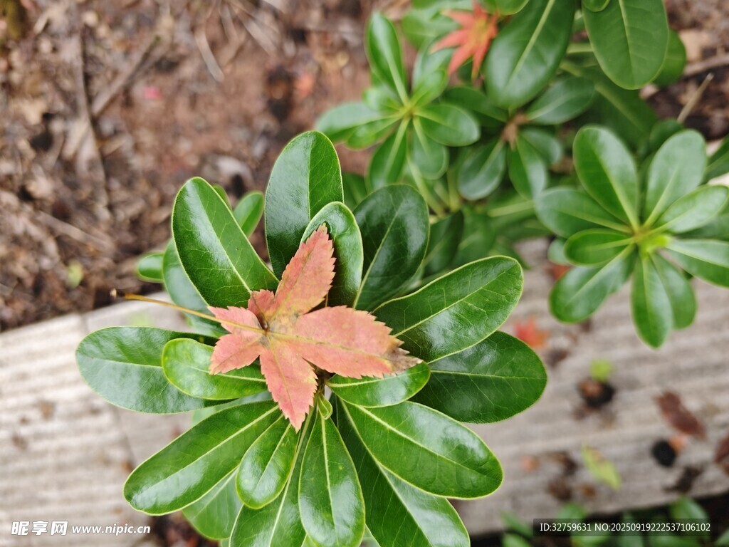 綠葉叢中的橙色小花