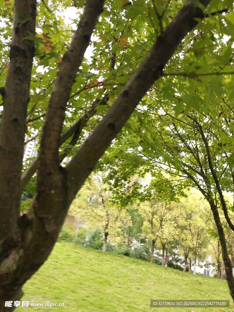 綠蔭下的草地與繁茂樹枝