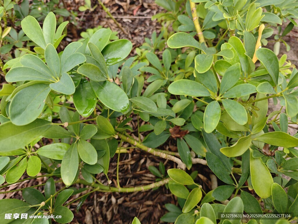 綠葉繁茂的植物