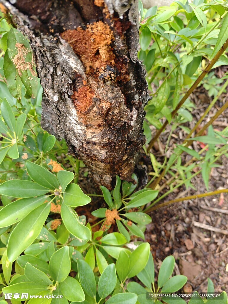 樹干上的菌類與周圍綠植
