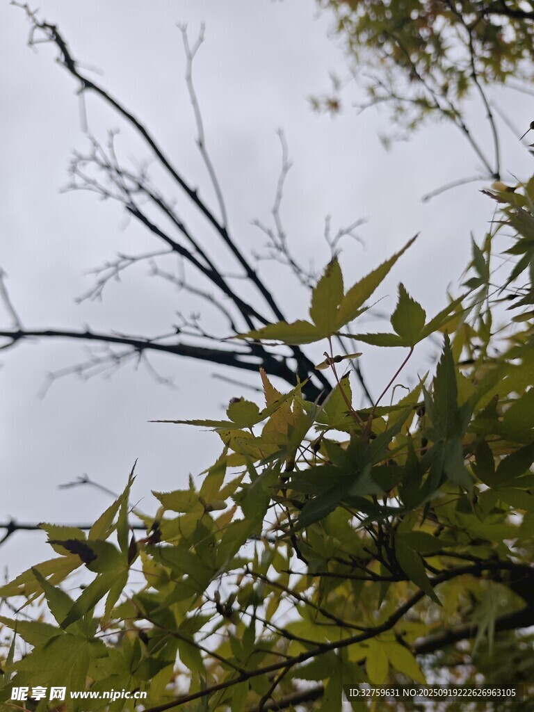 枝頭綠葉與光禿枝干對比