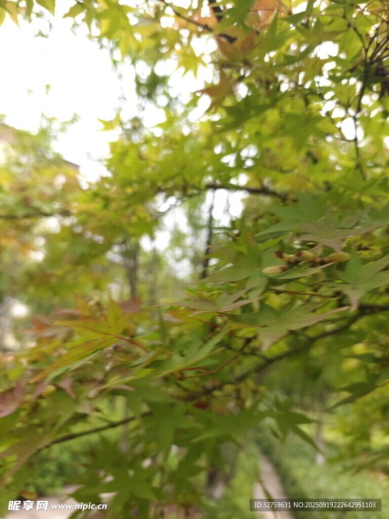 綠葉繁茂的樹木景象