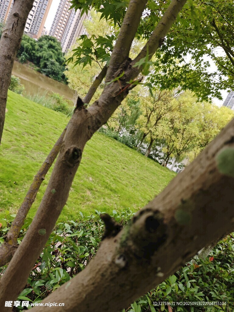 綠意盎然的公園樹木景觀
