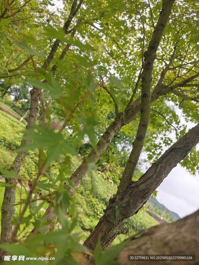 仰視視角下的蔥郁綠樹(shù)