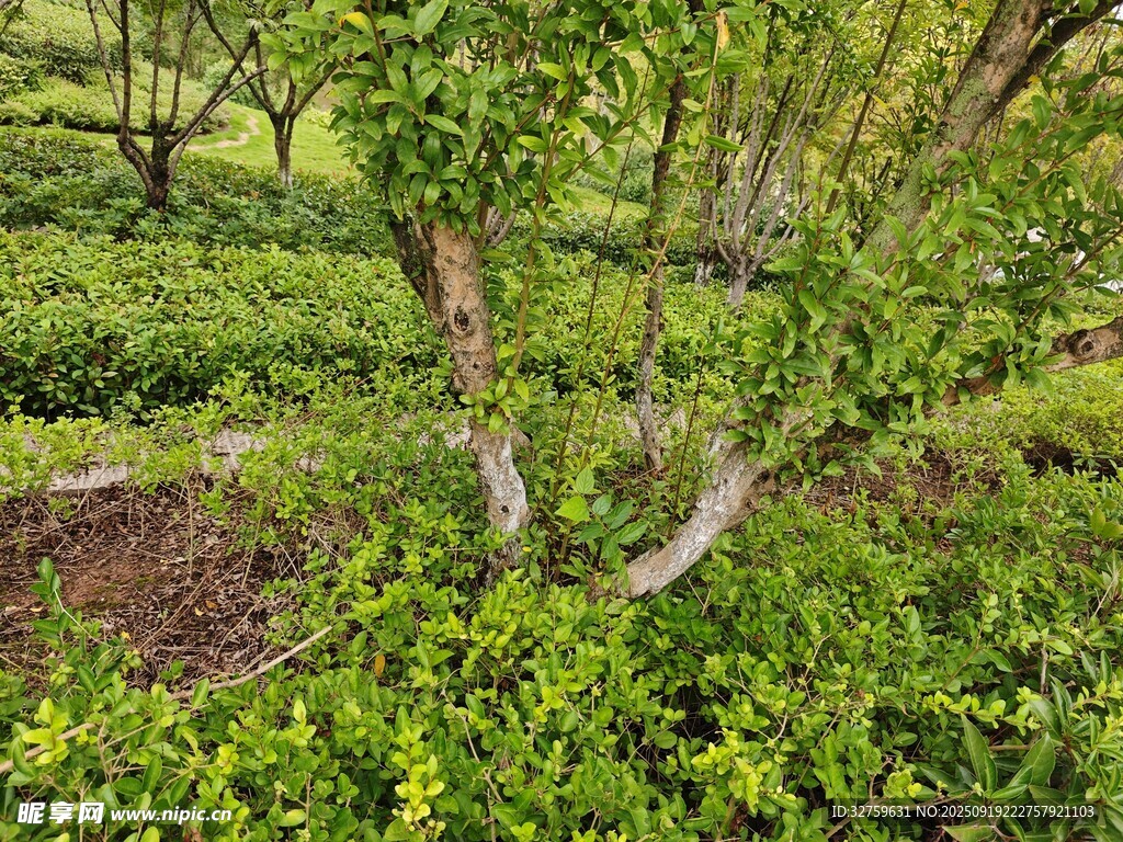 茶園中的繁茂樹木景觀