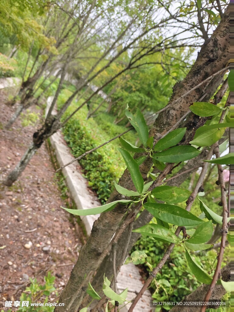 枝頭綻放的綠植花卉