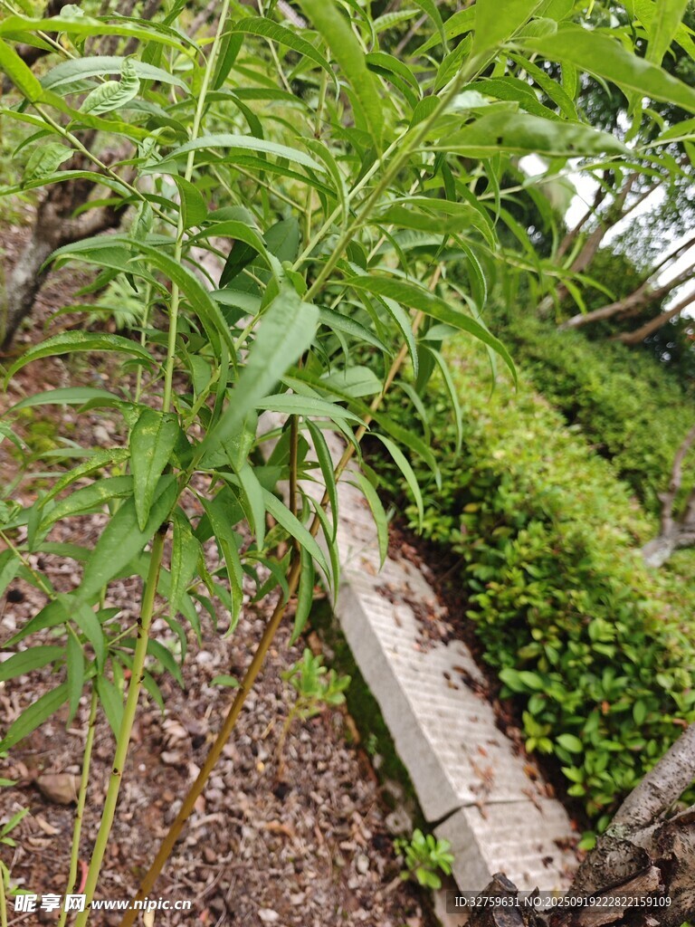 菜園中的綠植與木架