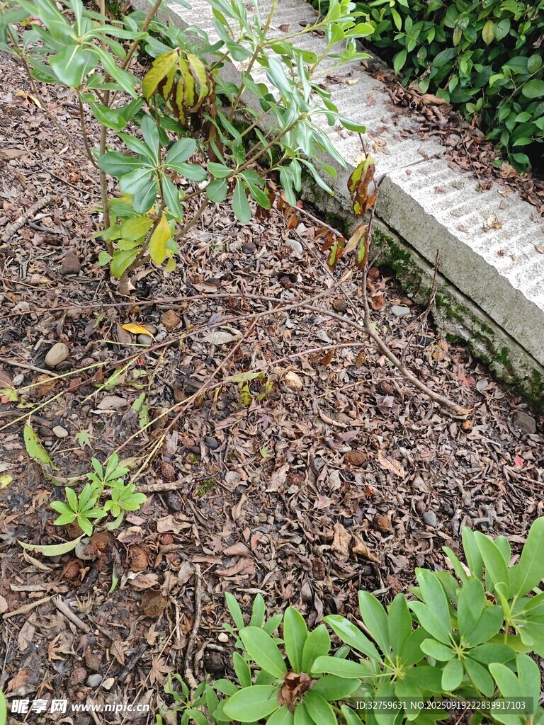 花園中植物與覆蓋物景觀