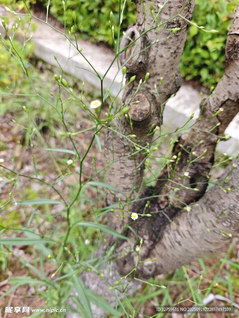 扭曲樹根旁的嫩綠植物