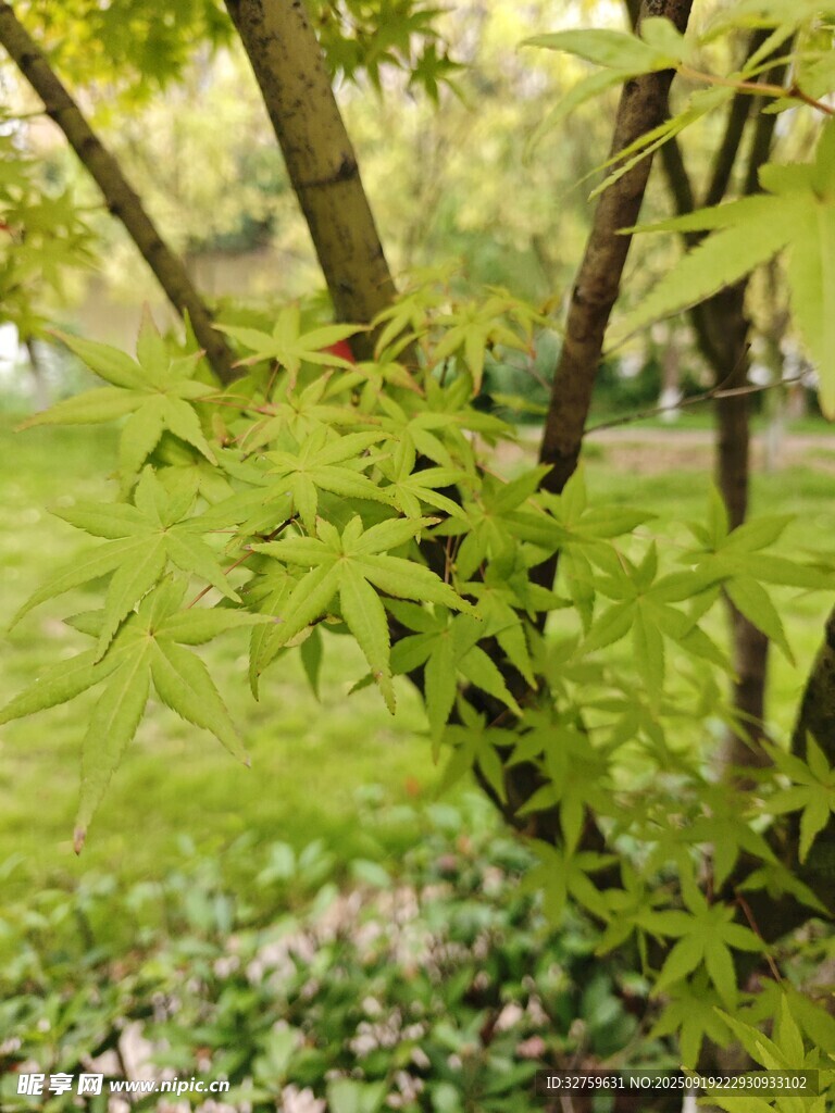 翠綠枝葉的樹景