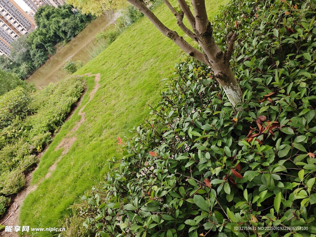 綠意盎然的戶外植物景觀