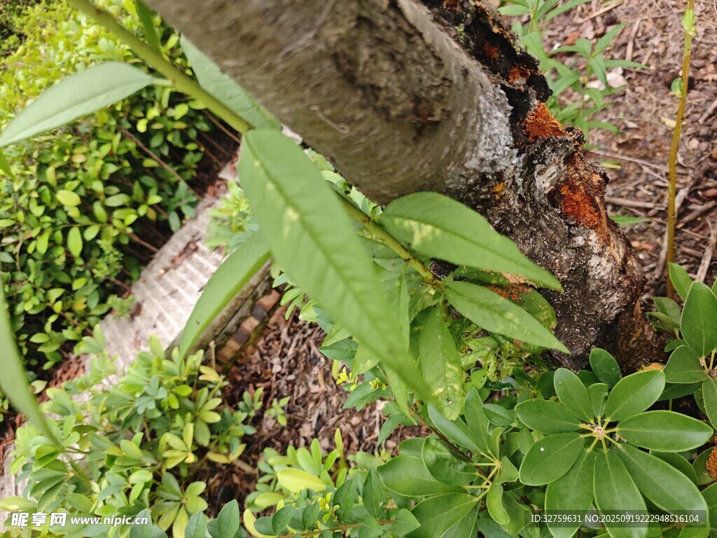 樹干旁的繁茂綠植